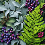 Close-up of vibrant green fern and silver leaves with clusters of purple and red berries for Huckleberry body spray